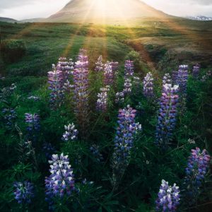 stefan-stefancik-mkOLhxSq_6Q-unsplash